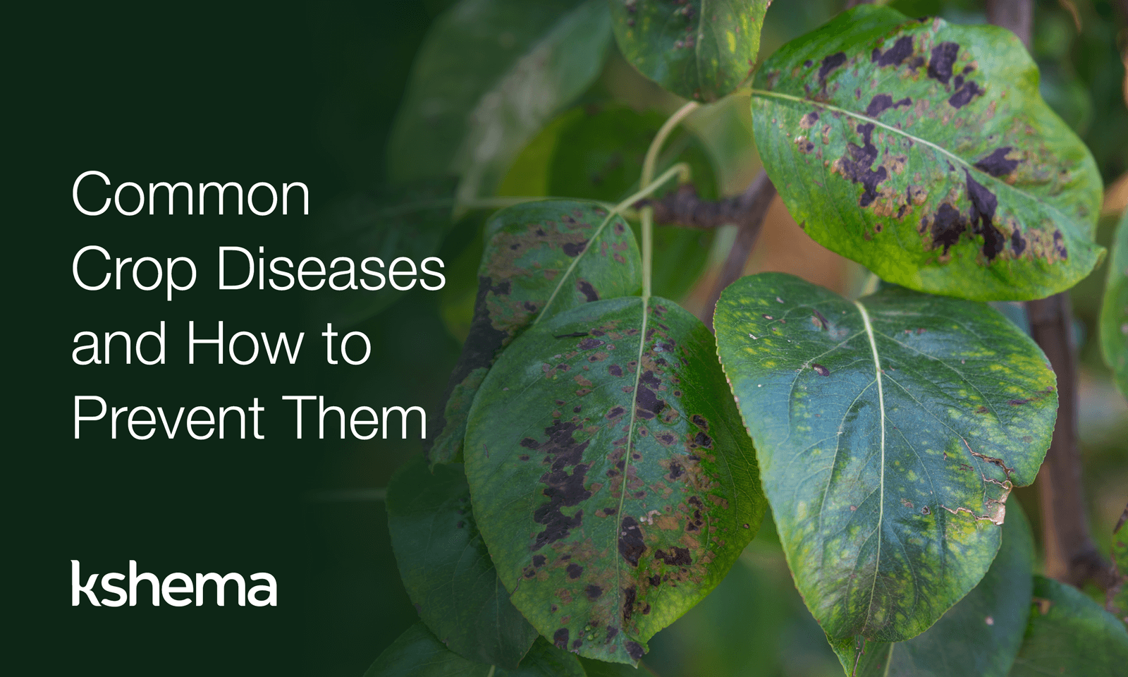 crop diseases, common crop diseases, crop disease prevention, pest and disease control in crops, agricultural diseases, crop losses due to plant diseases, crop diseases in India, plant disease management, disease control in agriculture, common plant diseases in India