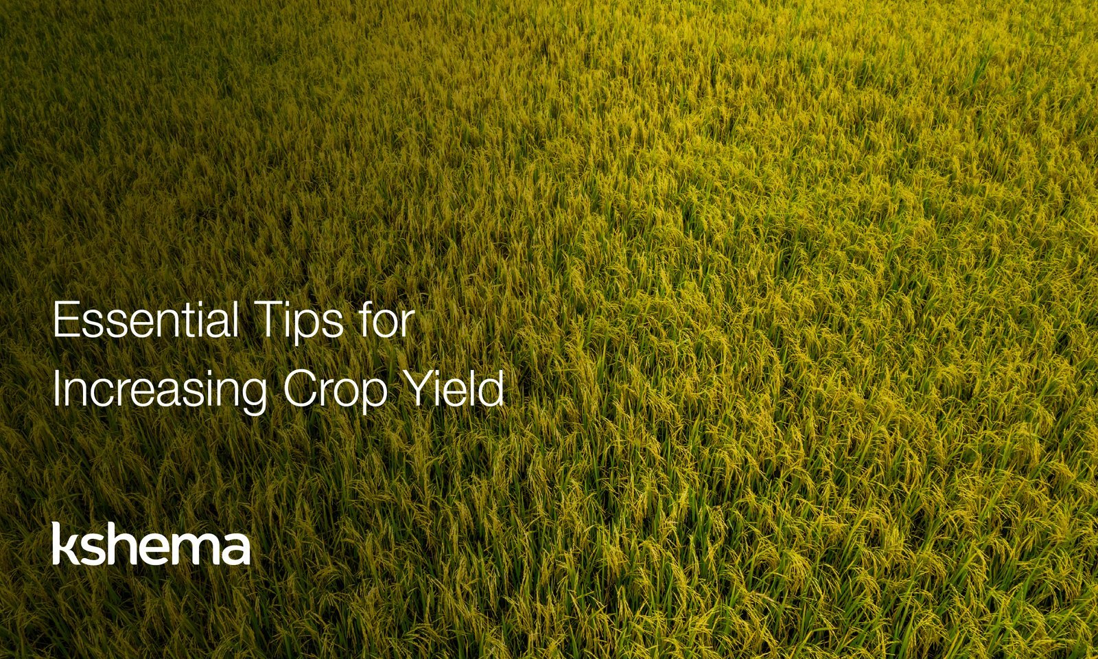 crop yield, increase crop yield, improve crop production, agricultural productivity, farming tips, sustainable agriculture, crop yield improvement,