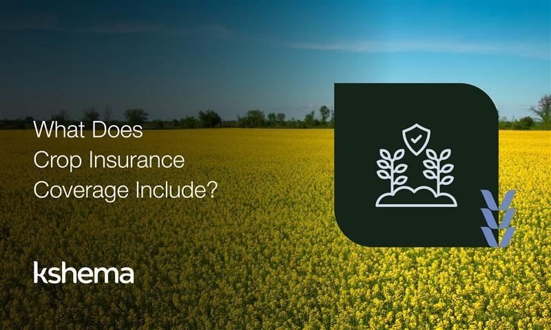Crop insurance coverage, Crop insurance, crop insurance in India, Crop Protection Insurance, Crop Damage Coverage, Types of Crop Insurance, kshema, crop insurance coverage, kshema crop insurance coverage