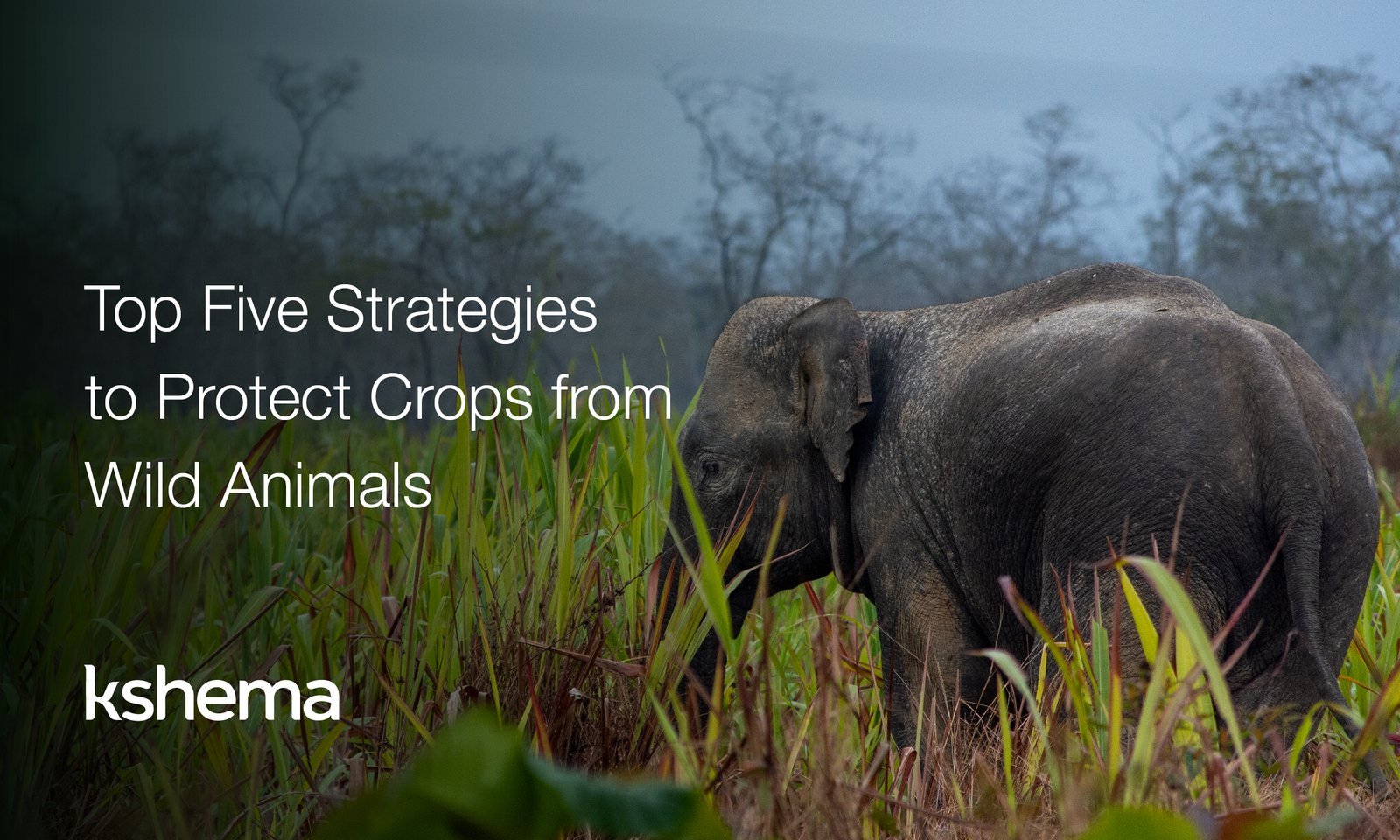 Protect Crops from Wild Animals, crop insurance, Crop Protection from Wild Animals, kshema general insurance, kshema