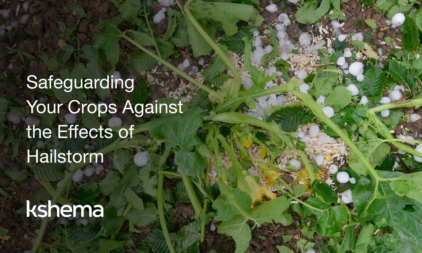 effects of hailstorm, crop insurance, kshema, kshema general insurance, crop insurance in india, agricultural insurance, crop insurance, agriculture insurance, hailstorm, crop insurance policies,