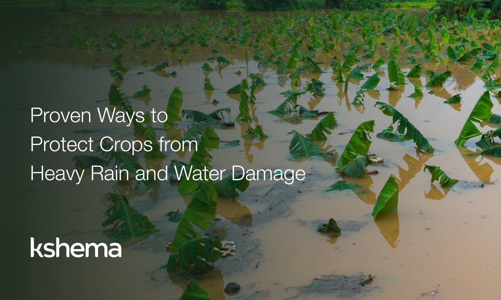 protect crops. crop insurance, crop insurance in india, crop protection from heavy rain,agriculture insurance