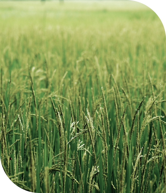 Kshema’s Sukriti, Crop Insurance,agriculture Insurance,వ్యవసాయ బీమా, పంట బీమా, फसल बीमा, कृषि बीमा, कृषी विमा, पीक विमा, ಬೆಳೆ ವಿಮೆ, ಕೃಷಿ ವಿಮೆ