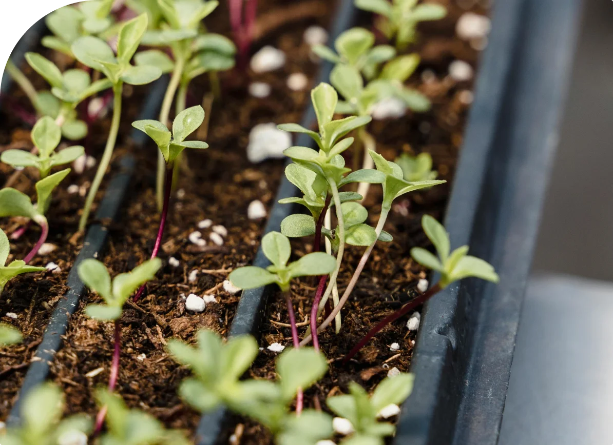 Career banner encouraging applications at Kshema, crop insurance, agriculture insurance, వ్యవసాయ బీమా, పంట బీమా, फसल बीमा, कृषि बीमा, कृषी विमा, पीक विमा, ಬೆಳೆ ವಿಮೆ, ಕೃಷಿ ವಿಮೆ,