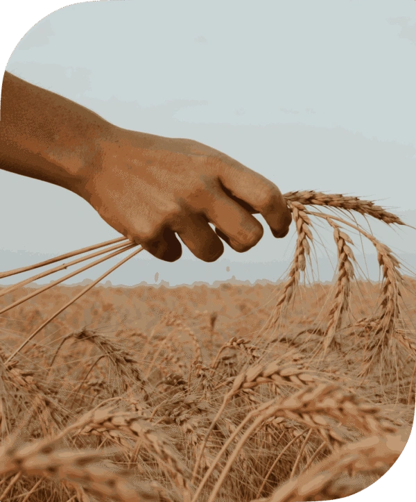 Golden wheat field in rural India supported by Kshema’s agriculture insurance, weather-based coverage, and farm resilience tools