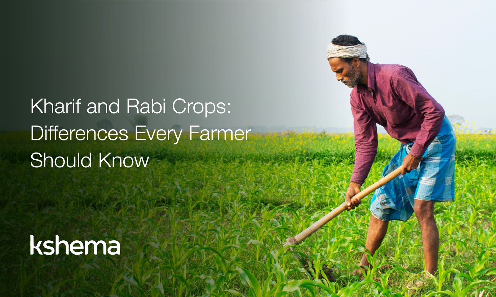 Kharif and Rabi Crops, Kharif vs Rabi, Kharif season months, Rabi crops list, difference between Kharif and Rabi, Kharif season rainfall, Rabi crops examples