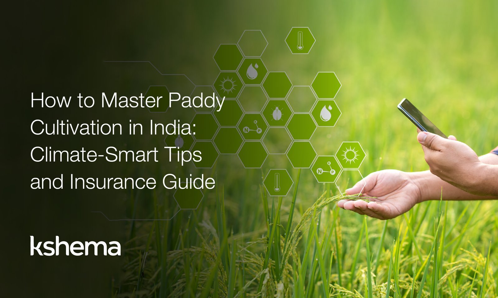 paddy cultivation, how to cultivate paddy, paddy cultivation process step‑by‑step, paddy season in Haryana, insurance paddy, in India paddy can be cultivated, paddy the most important crop of India, paddy farming in India, rice cultivation process, crop insurance for paddy