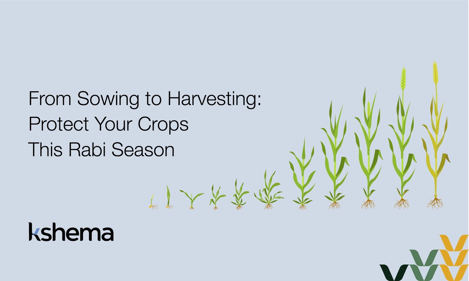 Rabi Season, Crop Insurance Benefits, Kshema App, Farming in India, Agricultural Risk Management, Smart Farming Tools, Wheat and Mustard Crops, Satellite Crop Monitoring, Affordable Crop Insurance, Rural Farmer Protection,Farmer sowing wheat during Rabi season in India, Kshema app interface showing crop insurance plans