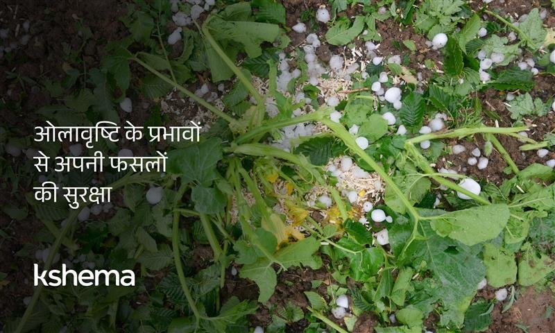 ओलावृष्टि के प्रभाव, फसल बीमा, कृषि जोखिम प्रबंधन, ओलावृष्टि से बचाव, किसानों के लिए बीमा, प्राकृतिक आपदा और खेती, फसल सुरक्षा उपाय, क्षेमा जनरल इंश्योरेंस, कृषि बीमा योजनाएं, ओलावृष्टि नुकसान